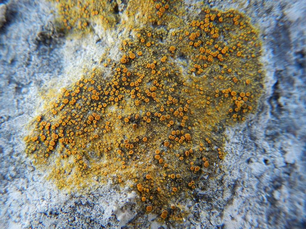 Caloplaca sp. ? da identificare